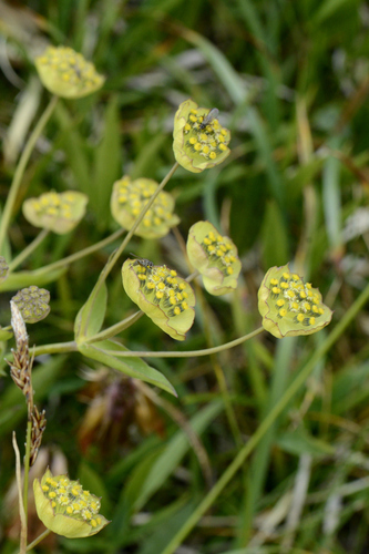 Bupleurum stellatum