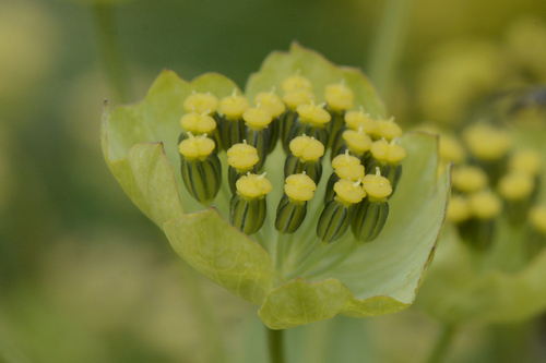Bupleurum stellatum