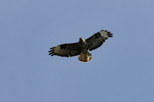 Buteo buteo