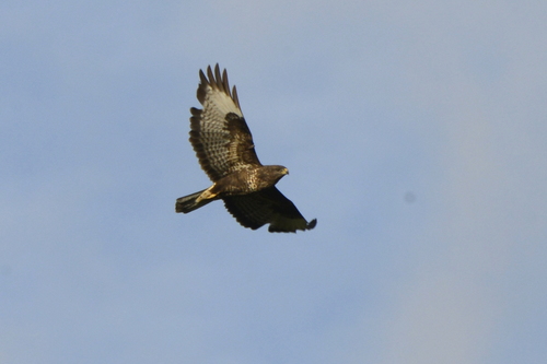 Buteo buteo