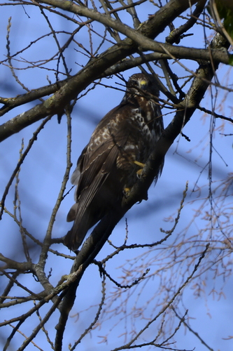 Buteo buteo