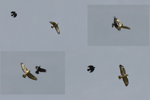 Buteo buteo