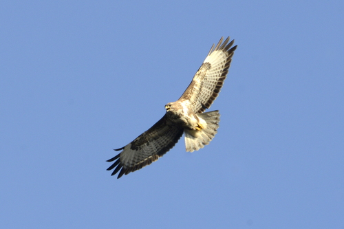 Buteo buteo