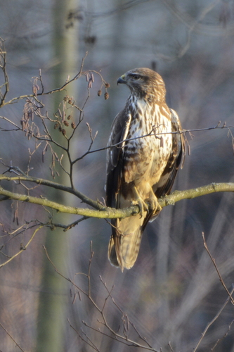 Buteo buteo