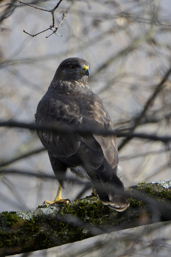 Buteo buteo