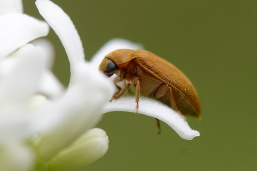 Byturus Byturus