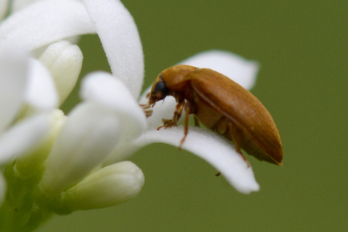 Byturus Byturus