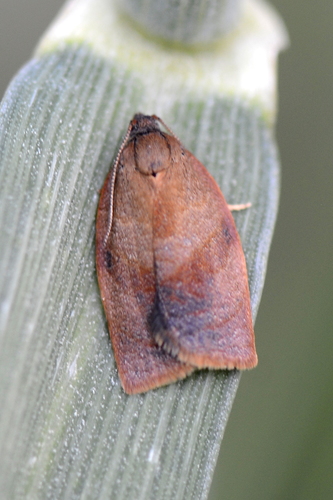 Cacoecimorpha pronubana