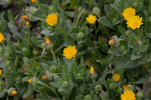 Calendula arvensis