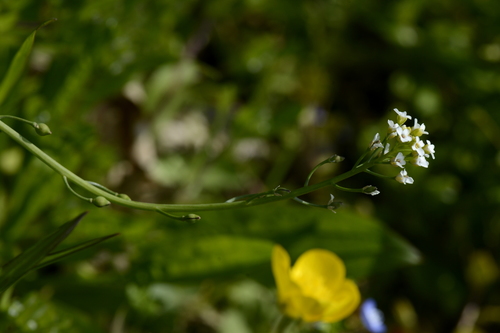 Calepina irregularis
