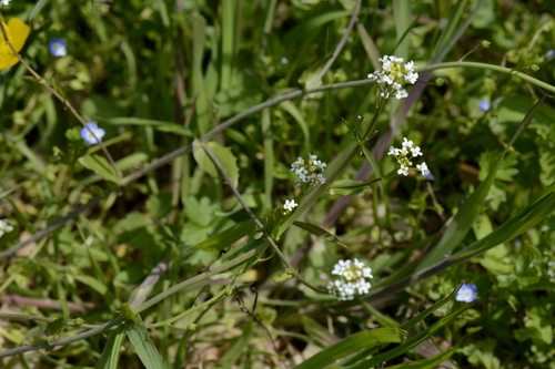 Calepina irregularis
