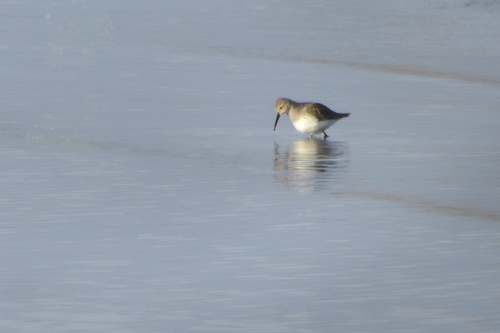 Calidris alpina