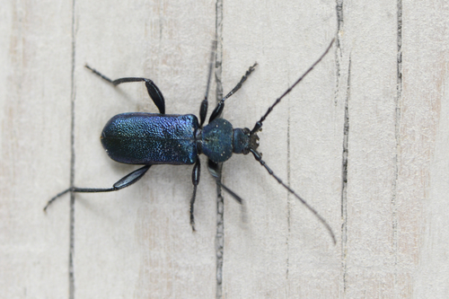 Callidium violaceum