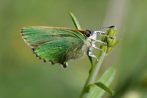 Callophrys rubi