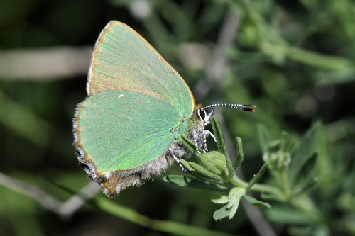 Callophrys rubi