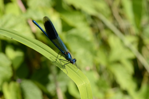 Calopteryx splendens