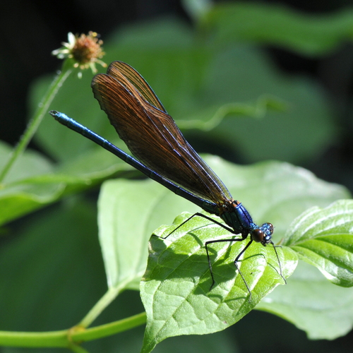 Calopteryx virgo