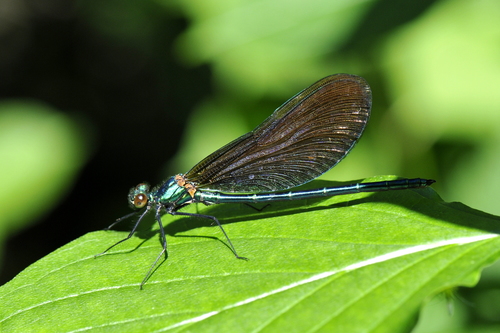 Calopteryx virgo
