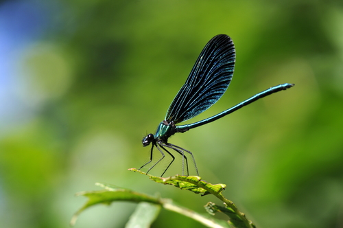 Calopteryx virgo
