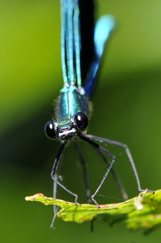 Calopteryx virgo