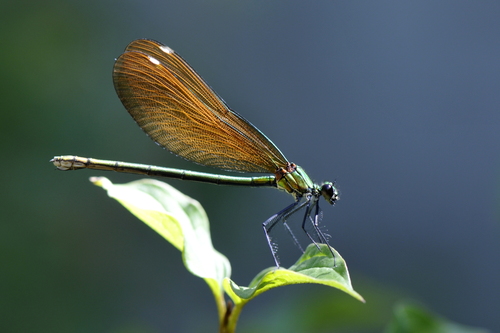 Calopteryx virgo