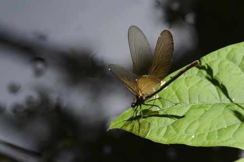 Calopteryx virgo