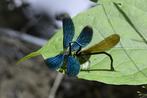 Calopteryx virgo