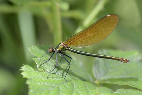 Calopteryx virgo