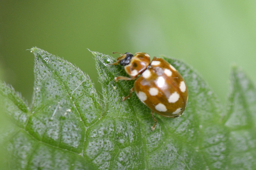 Calvia quatuordecimguttata
