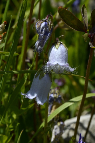 Campanula barbata