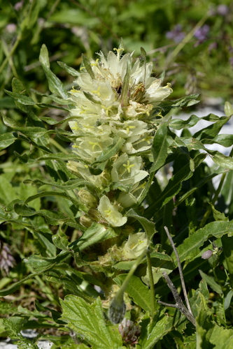 Campanula thyrsoides