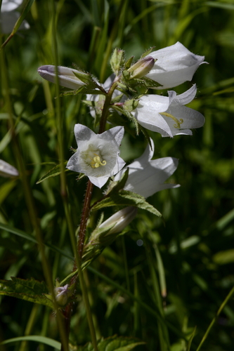 Campanula trachelium