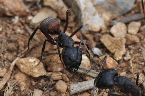 Camponotus cruentatus