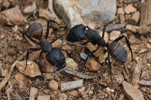 Camponotus cruentatus