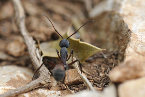 Camponotus cruentatus
