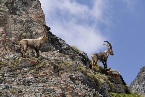 Capra ibex