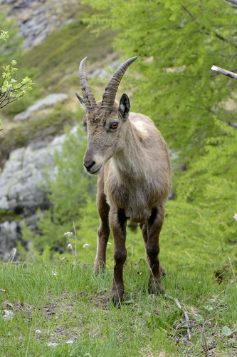 Capra ibex