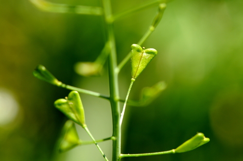 Capsella bursa-pastoris
