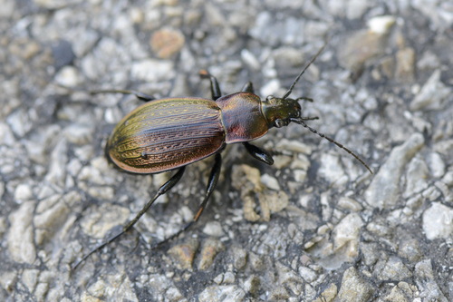 Carabus monilis