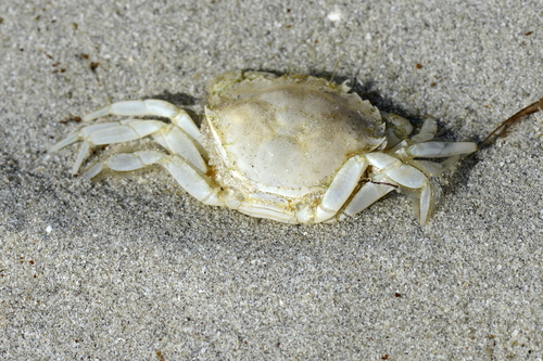 Carcinus maenas