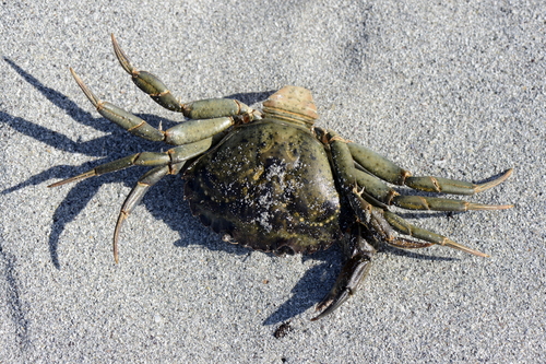Carcinus maenas