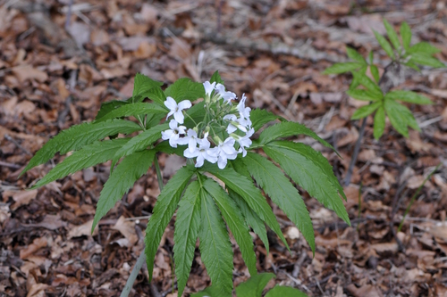 Cardamine heptaphylla