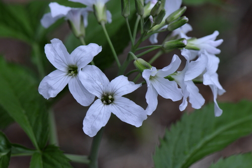 Cardamine heptaphylla