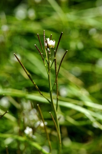Cardamine hirsuta