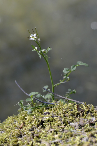 Cardamine hirsuta