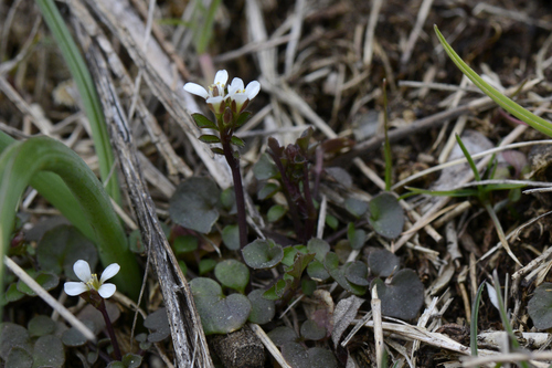 Cardamine hirsuta