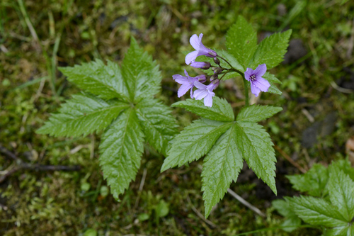 Cardamine pentaphyllos