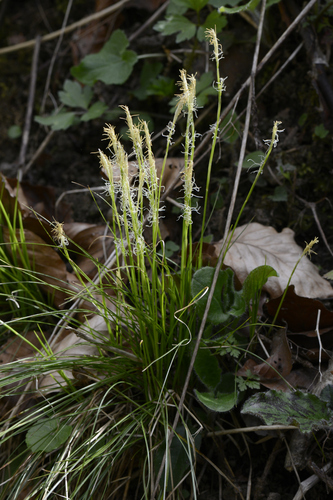 Carex alba
