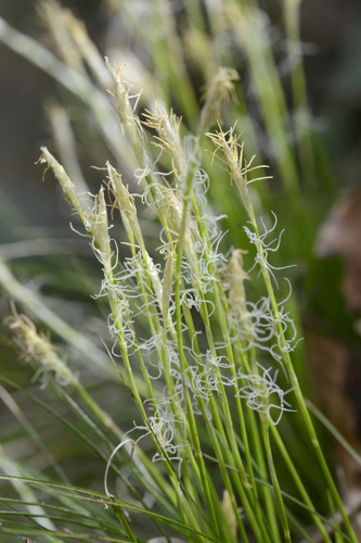 Carex alba