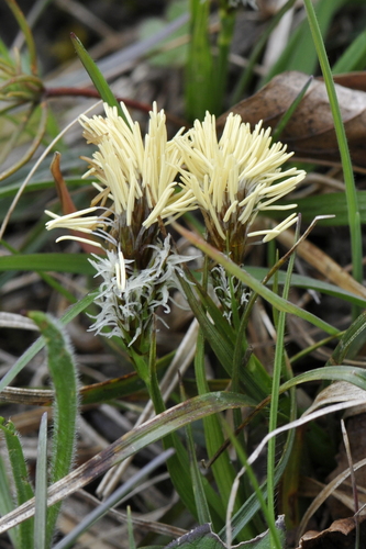 Carex